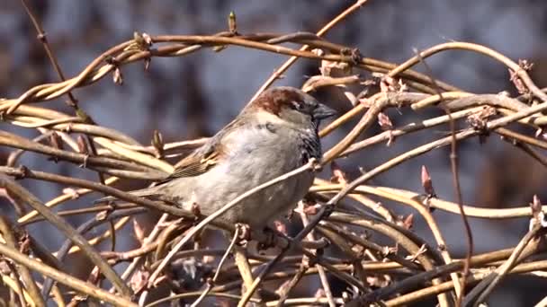 Sperling auf einem Baum — Stockvideo
