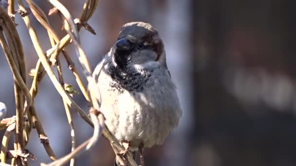 Sperling auf einem Baum — Stockvideo