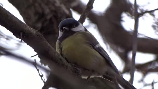 Tit på ett träd — Stockvideo