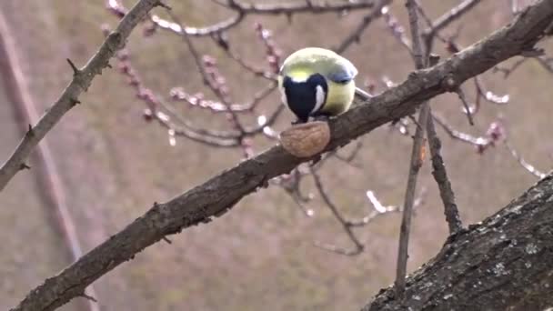 Tit eating a nut — Αρχείο Βίντεο