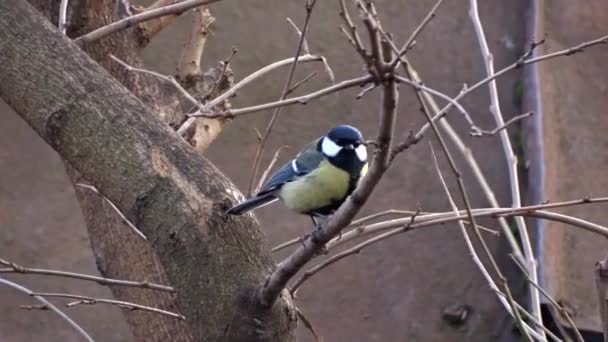 Tit on a tree — Stock Video