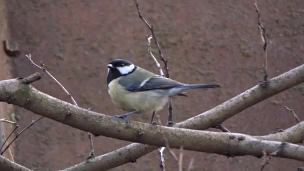 Meise auf einem Baum — Stockvideo