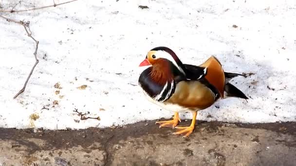 Wild duck — Stockvideo