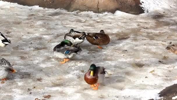 Wild duck — Stockvideo