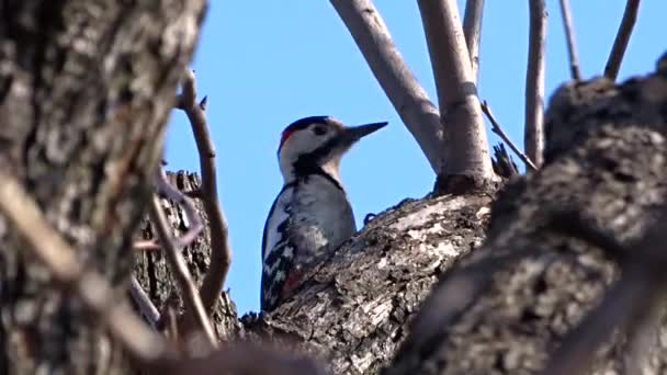 Specht op een boom — Stockvideo