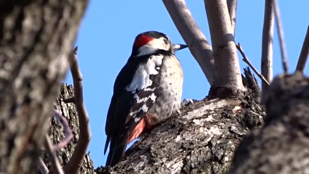 Woodpecker on a tree — Stock Video