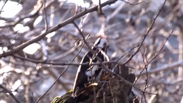 Pájaro carpintero en un árbol — Vídeos de Stock