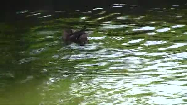 Patos en un estanque — Vídeos de Stock