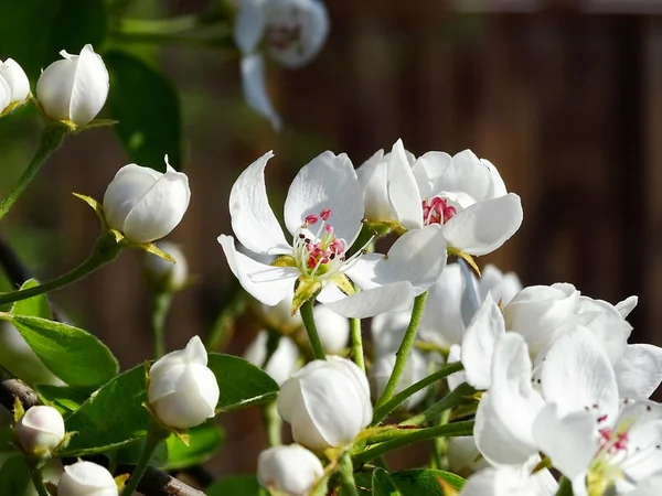 Flowering pear — Stock Photo, Image