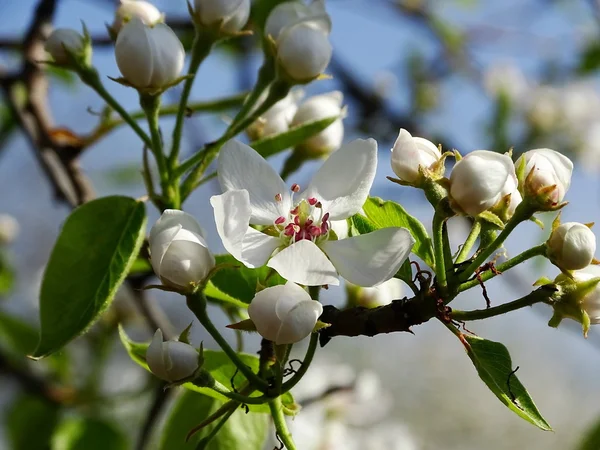 Flowering pear — Stock Photo, Image