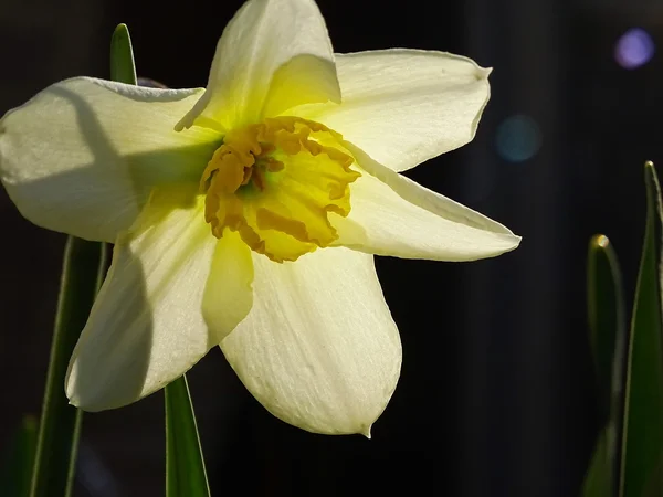 Narcissus in the sunlight — Stock Photo, Image