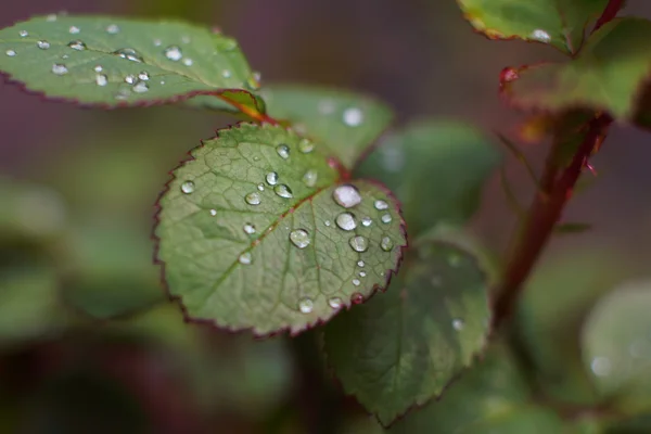 Gül yaprakları üzerinde çiy