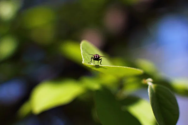 Yapraklarda sinek