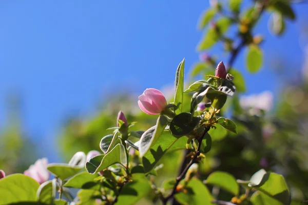 Цветущая айва — стоковое фото