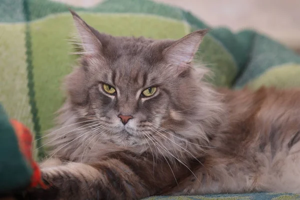 Sarı gözlü, sevimli bir rakun kedinin yakın çekimi.