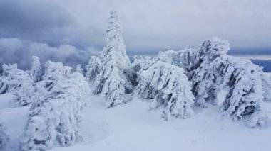Dağın tepesinde donmuş ağaçlarda.