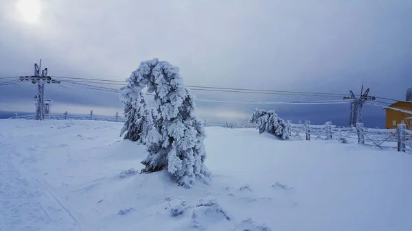 Gefrorener Baum auf Berggipfel. — Stockfoto