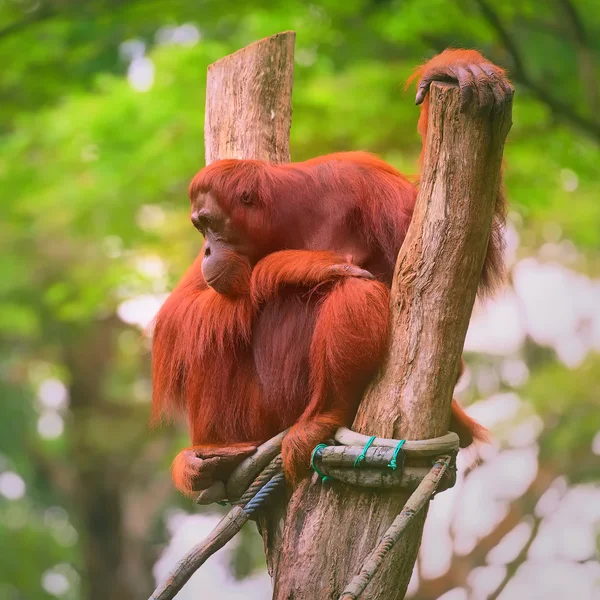 Fiatal orangután alszik az anya — Stock Fotó