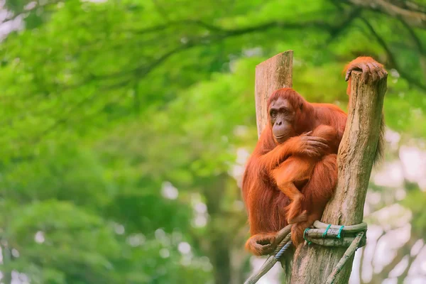 Dorosły orangutan siedzi z dżungli — Zdjęcie stockowe