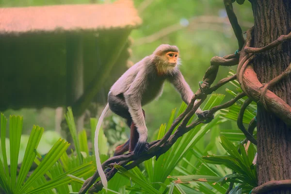 Мавпа з помаранчевої обличчя, douc лангур — стокове фото
