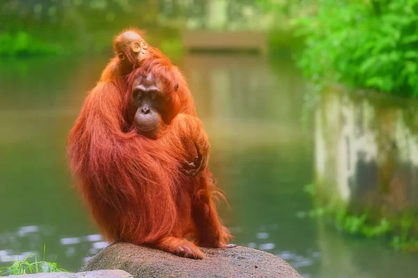 Fiatal orangután alszik az anya — Stock Fotó