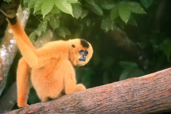 Geel-cheeked gibbon vrouwelijke, nomascus gabriellae — Stockfoto