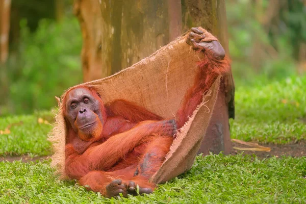 Ενηλίκων οραγγουτάγγος κάθεται με ζούγκλα ως φόντο — Φωτογραφία Αρχείου