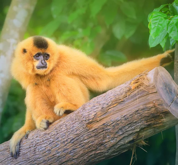 Yellow-cheeked gibbon female, Nomascus gabriellae — Stock Photo, Image