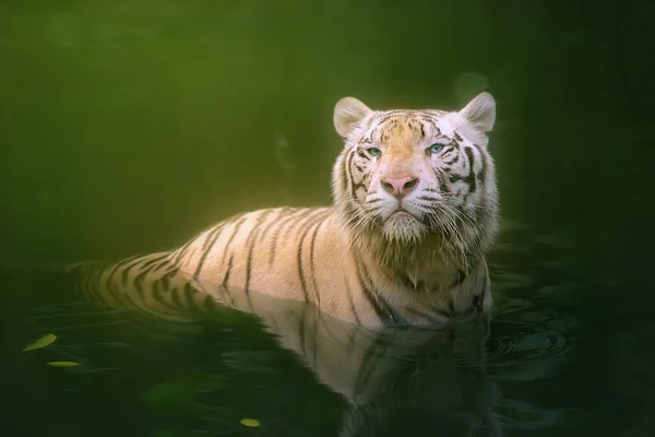 Tigre branco símbolo de sucesso — Fotografia de Stock