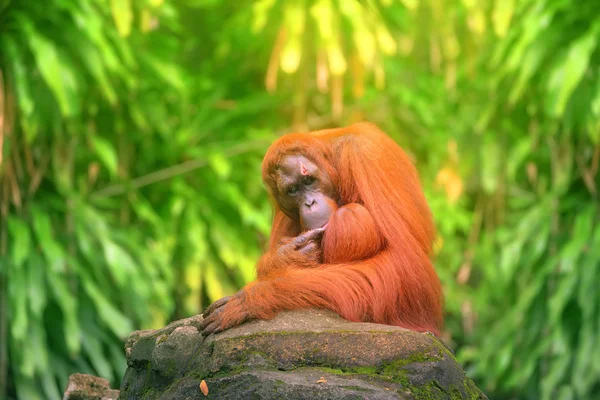 Adult orangutan sitting with jungle as a background — Stock Photo, Image
