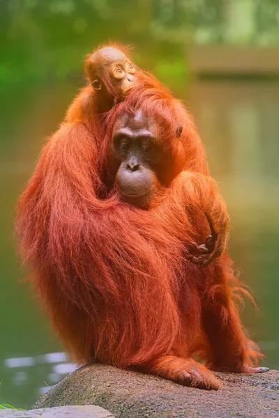 Fiatal orangután alszik az anya — Stock Fotó