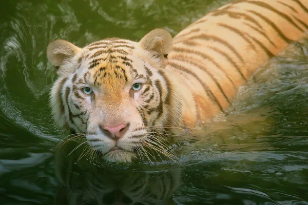 Tigre branco símbolo de sucesso — Fotografia de Stock