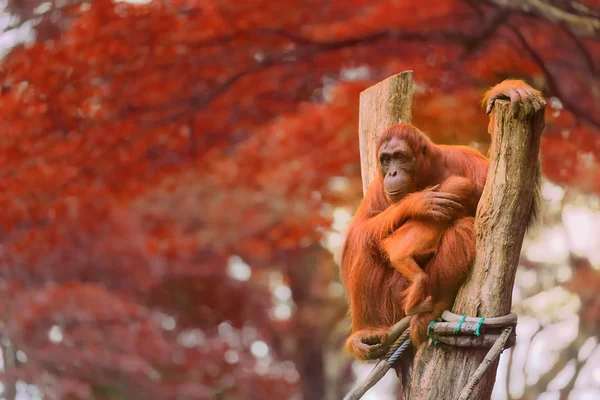 Dorosły orangutan siedzi w dżungli — Zdjęcie stockowe