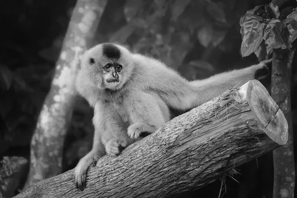 Gibbon sárga arcú nő, nomascus gabriellae — Stock Fotó