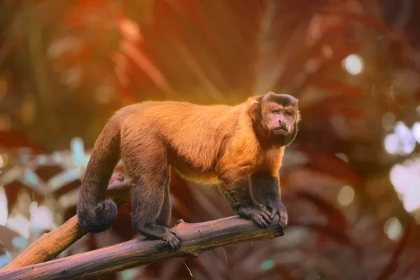 Barna kapucinus majom ül a fák között — Stock Fotó