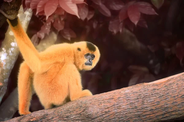 Gibbon sárga arcú nő, nomascus gabriellae — Stock Fotó