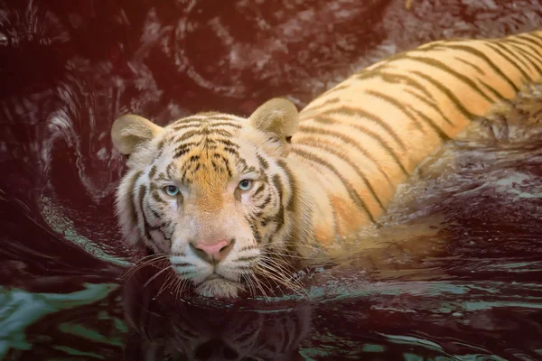 Witte tijger symbool van succes — Stockfoto