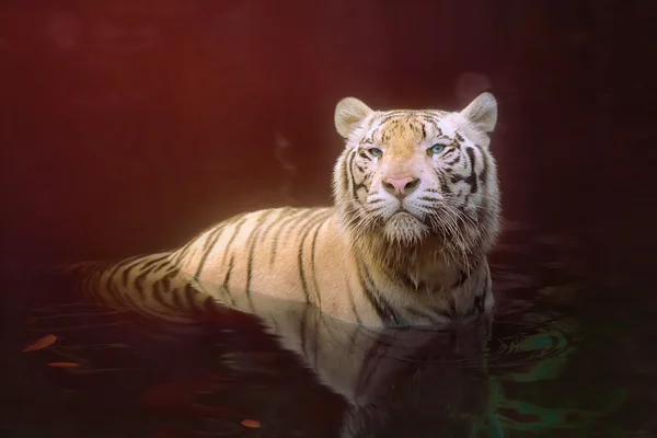 Tigre blanc symbole de succès — Photo