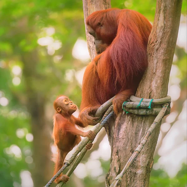 Jonge orang-oetan is slapen op haar moeder — Stockfoto