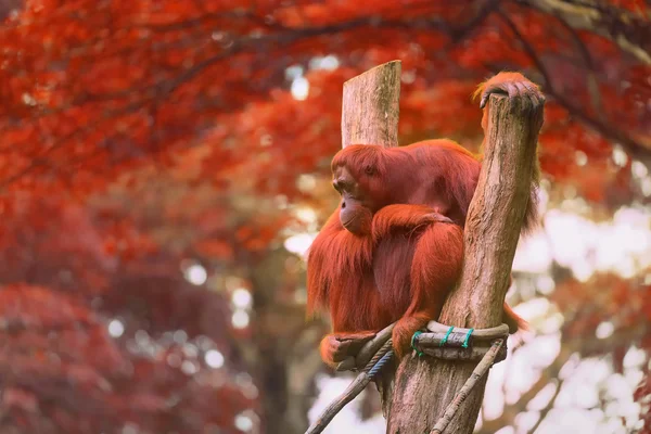 Volwassen orang-oetan zitten met jungle als achtergrond — Stockfoto