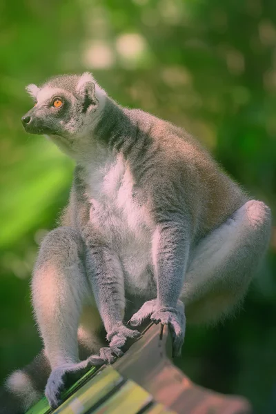Lémure-de-cauda-anelada primatas amantes do sol sentados entre árvores — Fotografia de Stock