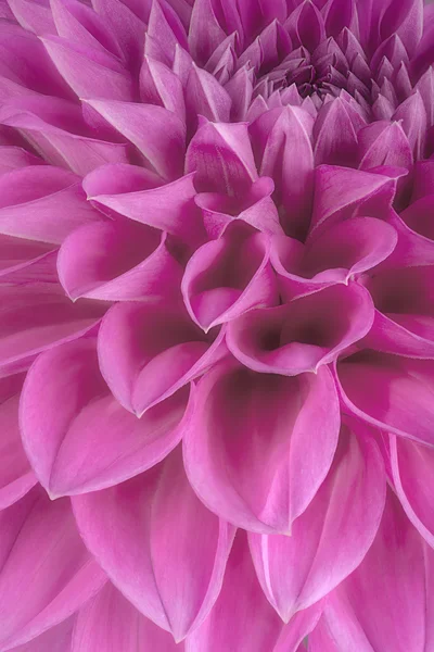 Pétales de fleurs pourpres, gros plan et macro de chrysanthème, beau fond abstrait — Photo