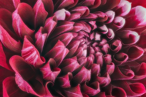 Pétales de fleur rouge foncé, gros plan et macro de chrysanthème, beau fond abstrait — Photo