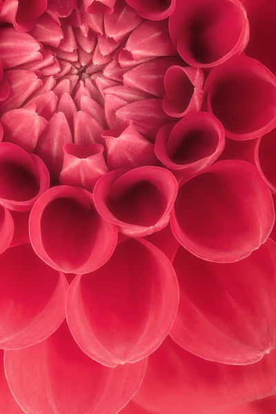 Pétalas de flores vermelhas, close up e macro de crisântemo, belo fundo abstrato — Fotografia de Stock