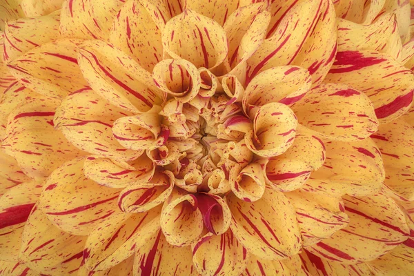 Amarelo com pétalas de flor tira vermelha, close up e macro de crisântemo, belo fundo abstrato — Fotografia de Stock