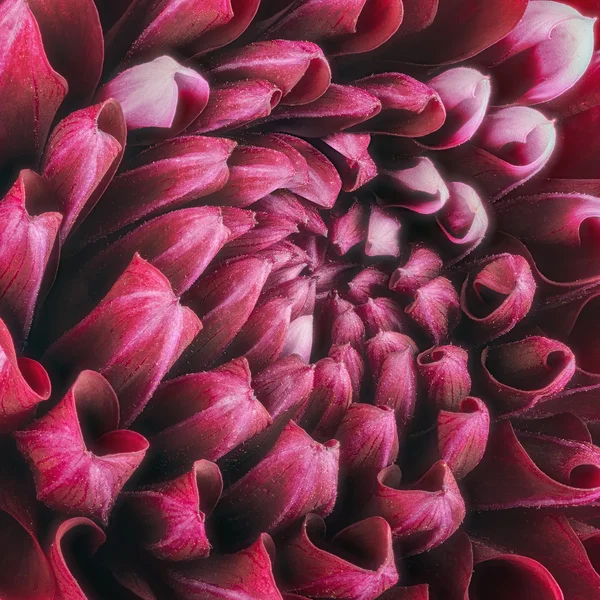 Dark red flower petals, close up and macro of chrysanthemum, beautiful abstract background — Stock Photo, Image