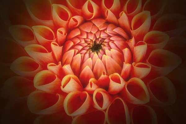 Pétalas de flor de laranja, close-up e macro de crisântemo, belo fundo abstrato — Fotografia de Stock