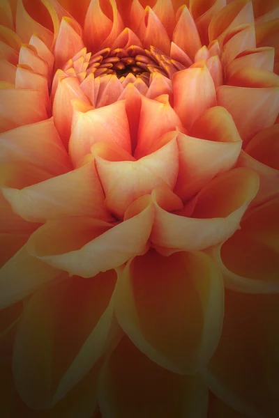 Pétales de fleur orange, gros plan et macro de chrysanthème, beau fond abstrait — Photo