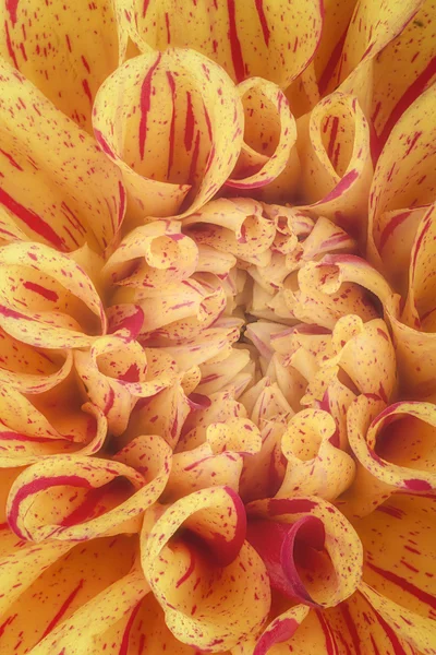 Jaune avec des pétales de fleurs à bande rouge, gros plan et macro de chrysanthème, beau fond abstrait — Photo