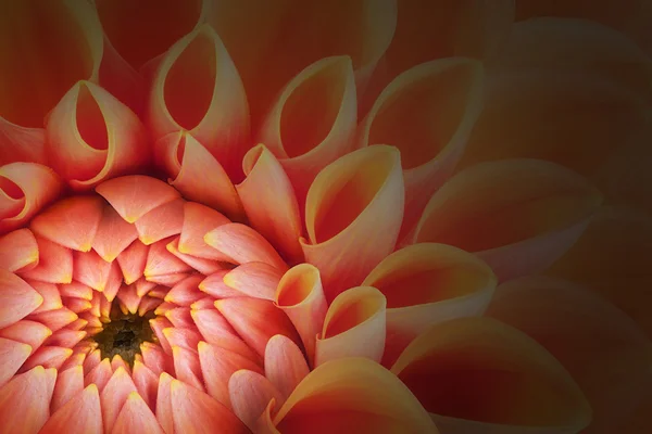 オレンジ色の花の花びらを閉じると菊、美しい抽象的な背景のマクロ — ストック写真